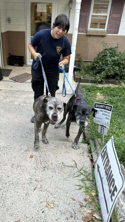 Cachorros idosos abandonados em portão de abrigo