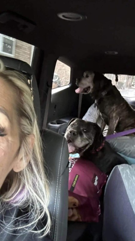 Cachorros idosos abandonados em portão de abrigo