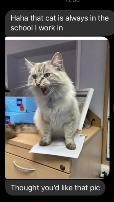 Tutora de gato fujão está sempre buscando ele nos lugares mais estranhos