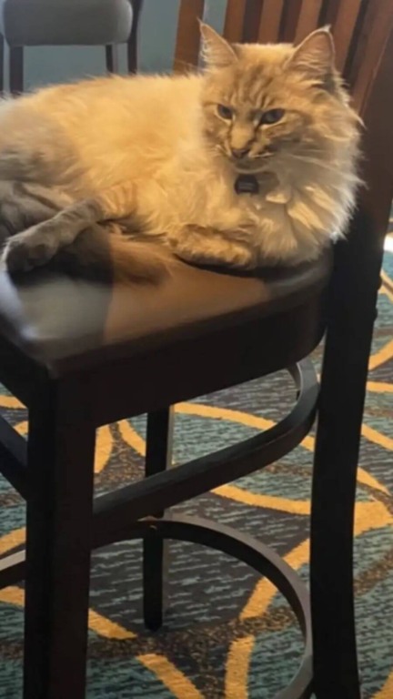 Tutora de gato fujão está sempre buscando ele nos lugares mais estranhos