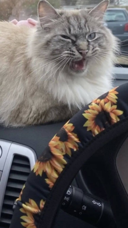 Tutora de gato fujão está sempre buscando ele nos lugares mais estranhos