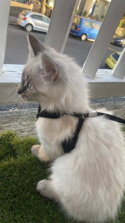 Tutora de gato fujão está sempre buscando ele nos lugares mais estranhos