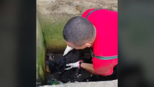 Bombeiro de Cabreúva resgatando o cão