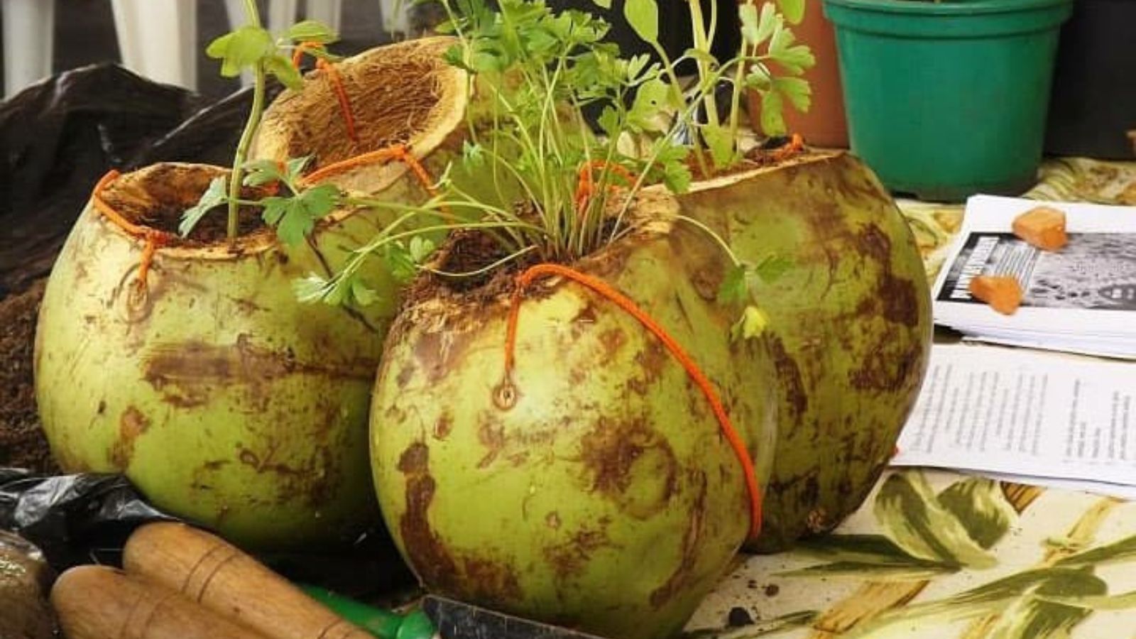 Vaso de coco da oficina do Sesc Jundiaí