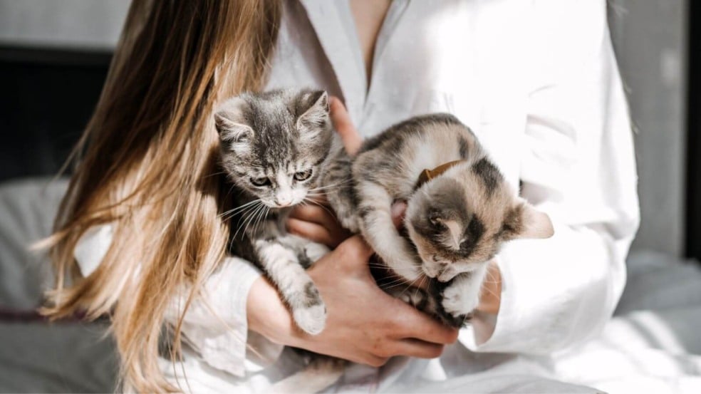 adoção de animal de estimação