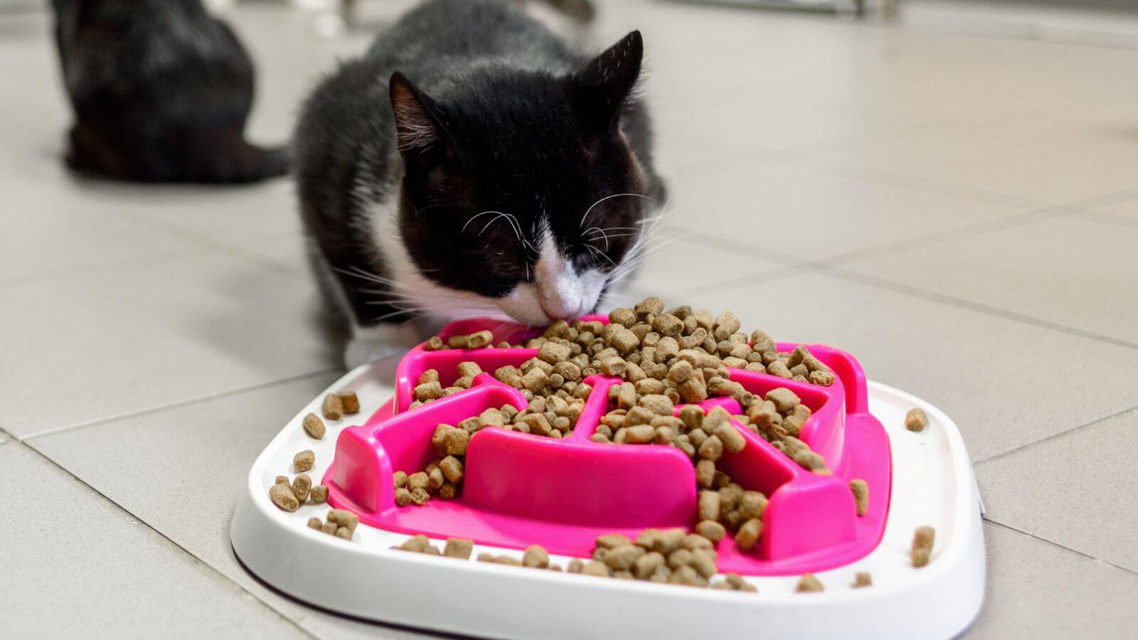 adoção de animal de estimação