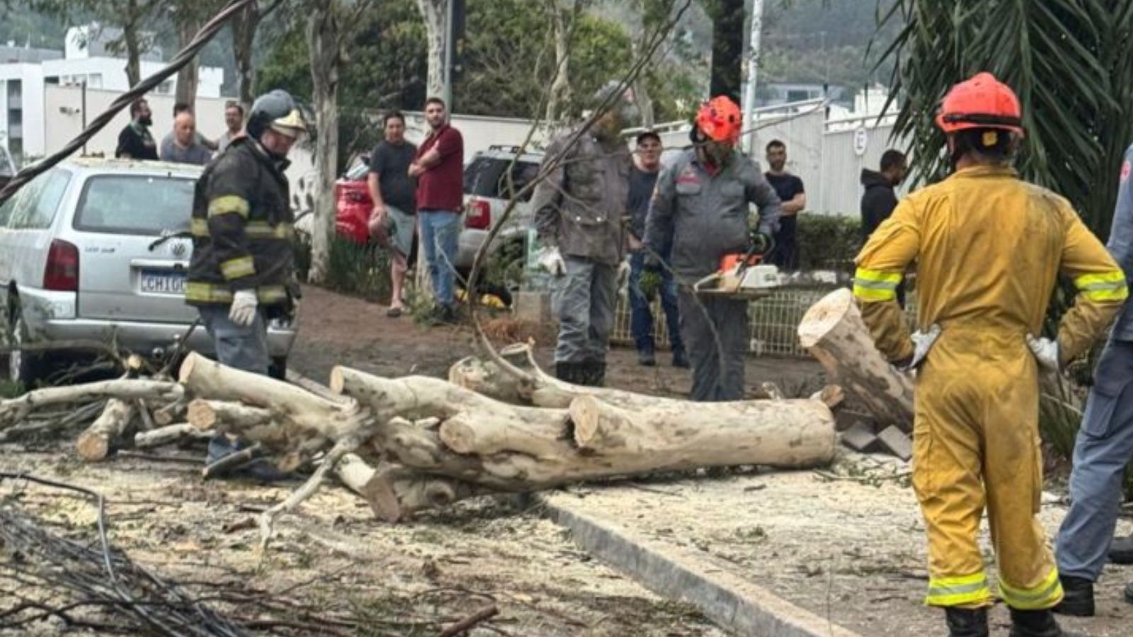 árvore caída após chuva em Jundiaí