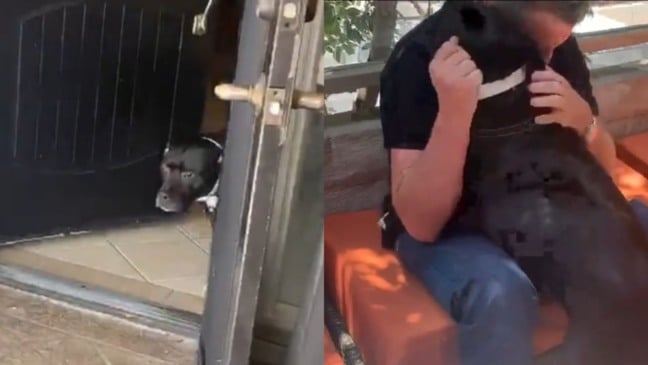 cachorro reconhece tutor após 6 meses de separação