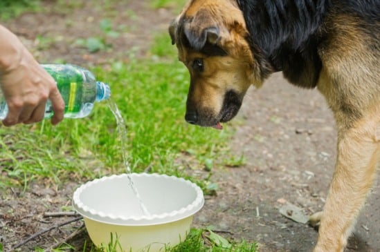 cão bebendo água durante calor