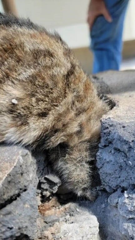 casal salva gatinho preso em muro de concreto
