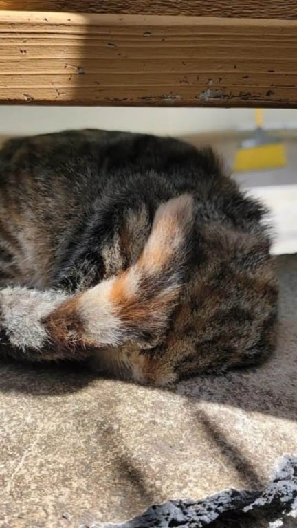 casal salva gatinho preso em muro de concreto