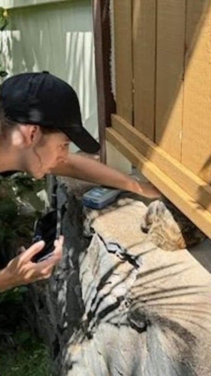 casal salva gatinho preso em muro de concreto