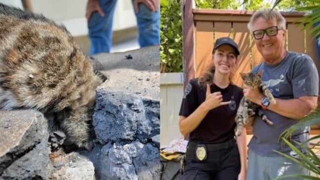casal salva gatinho preso em muro de concreto