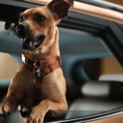 Cachorro caramelo sorridente apoiado na janela de um Tracker dourado, criado em parceria entre Chevrolet e Netflix.