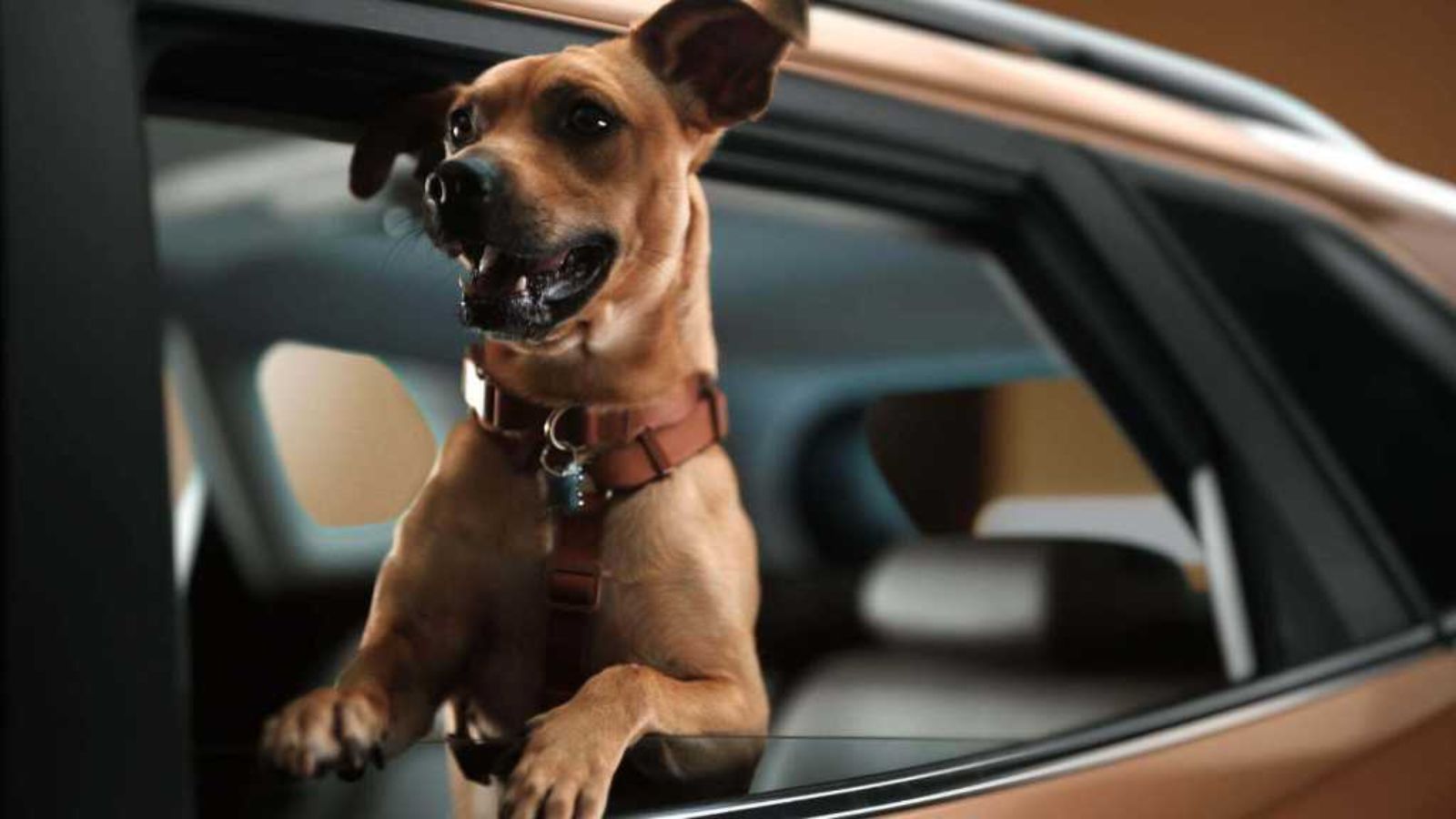 Cachorro caramelo sorridente apoiado na janela de um Tracker dourado, criado em parceria entre Chevrolet e Netflix.