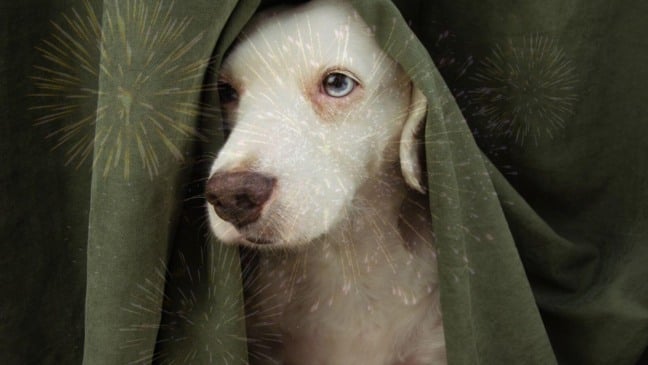 Cachorro com medo de fogos de artifício