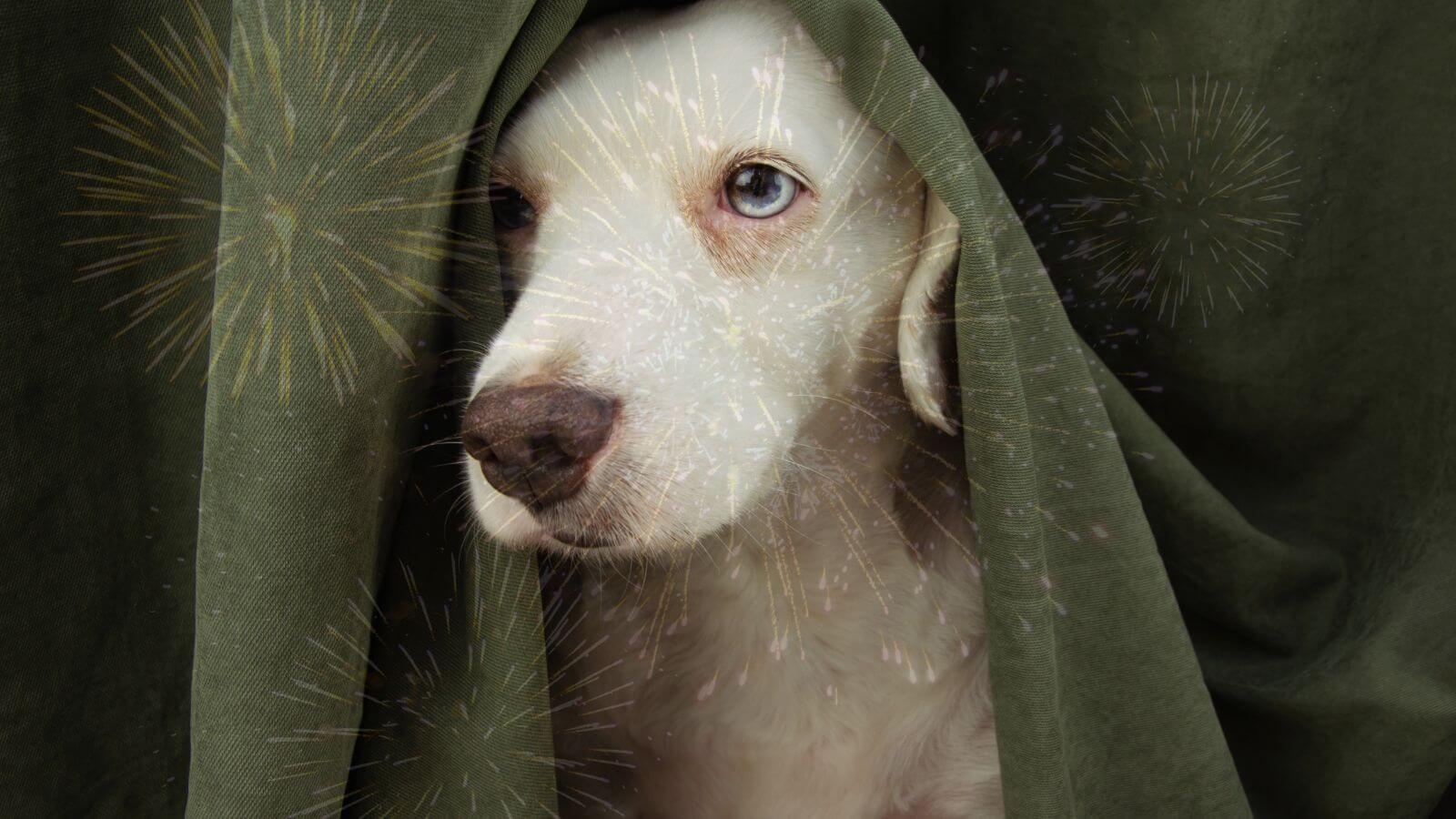 Cachorro com medo de fogos de artifício