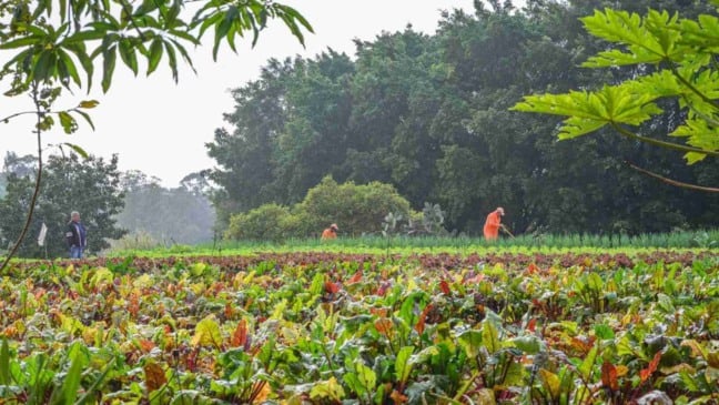Horta da UNIDAM em Jundiaí com canteiros de hortaliças coloridas; trabalhadores cuidam do cultivo e o prefeito observa a produção durante visita do programa Delícia de Reciclagem.