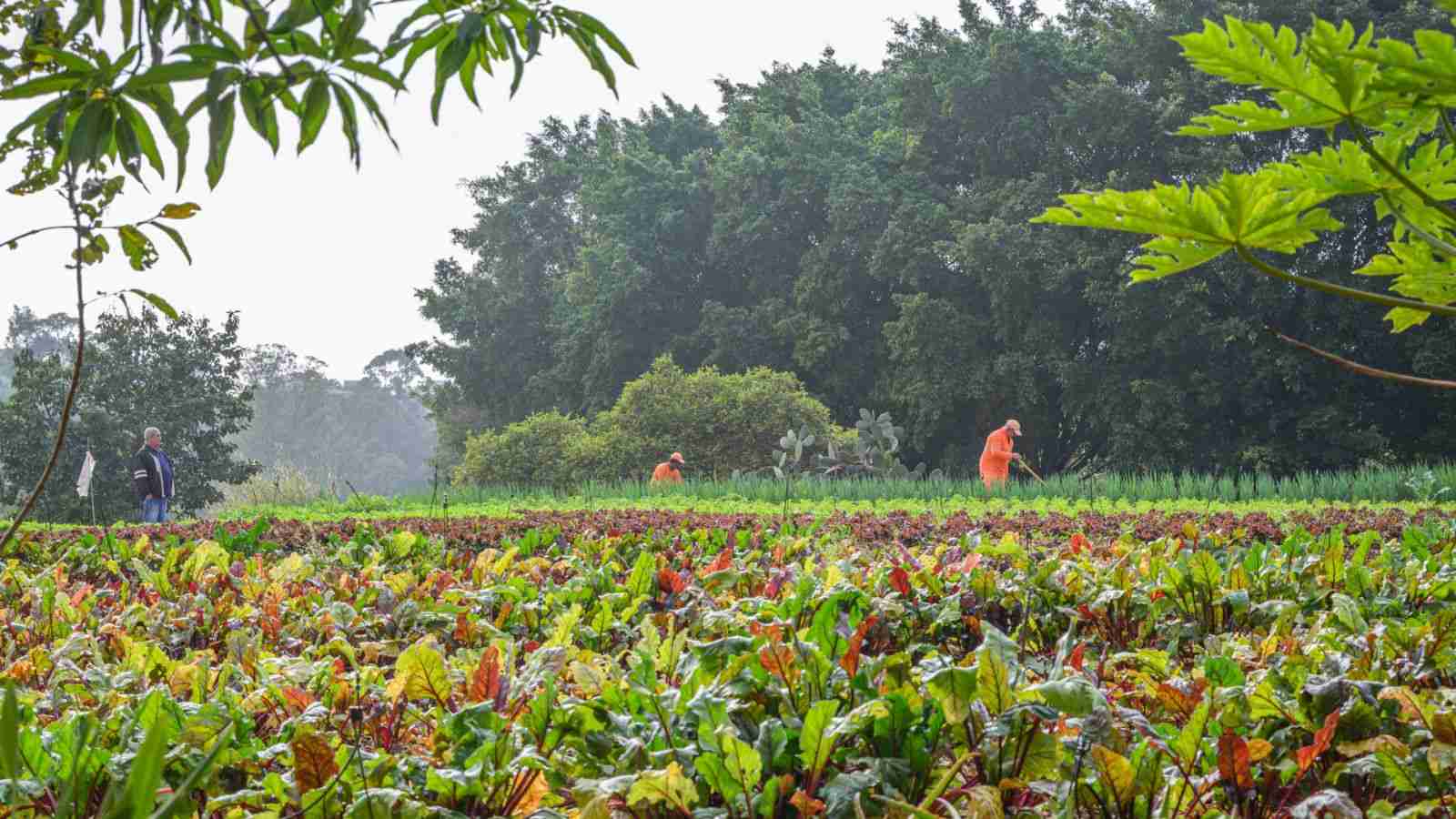 Horta da UNIDAM em Jundiaí com canteiros de hortaliças coloridas; trabalhadores cuidam do cultivo e o prefeito observa a produção durante visita do programa Delícia de Reciclagem.