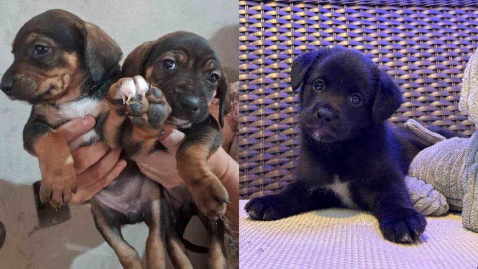 Filhotes para adoção na Feira de Adoção em Jundiaí deste sábado, 11 de outubro.