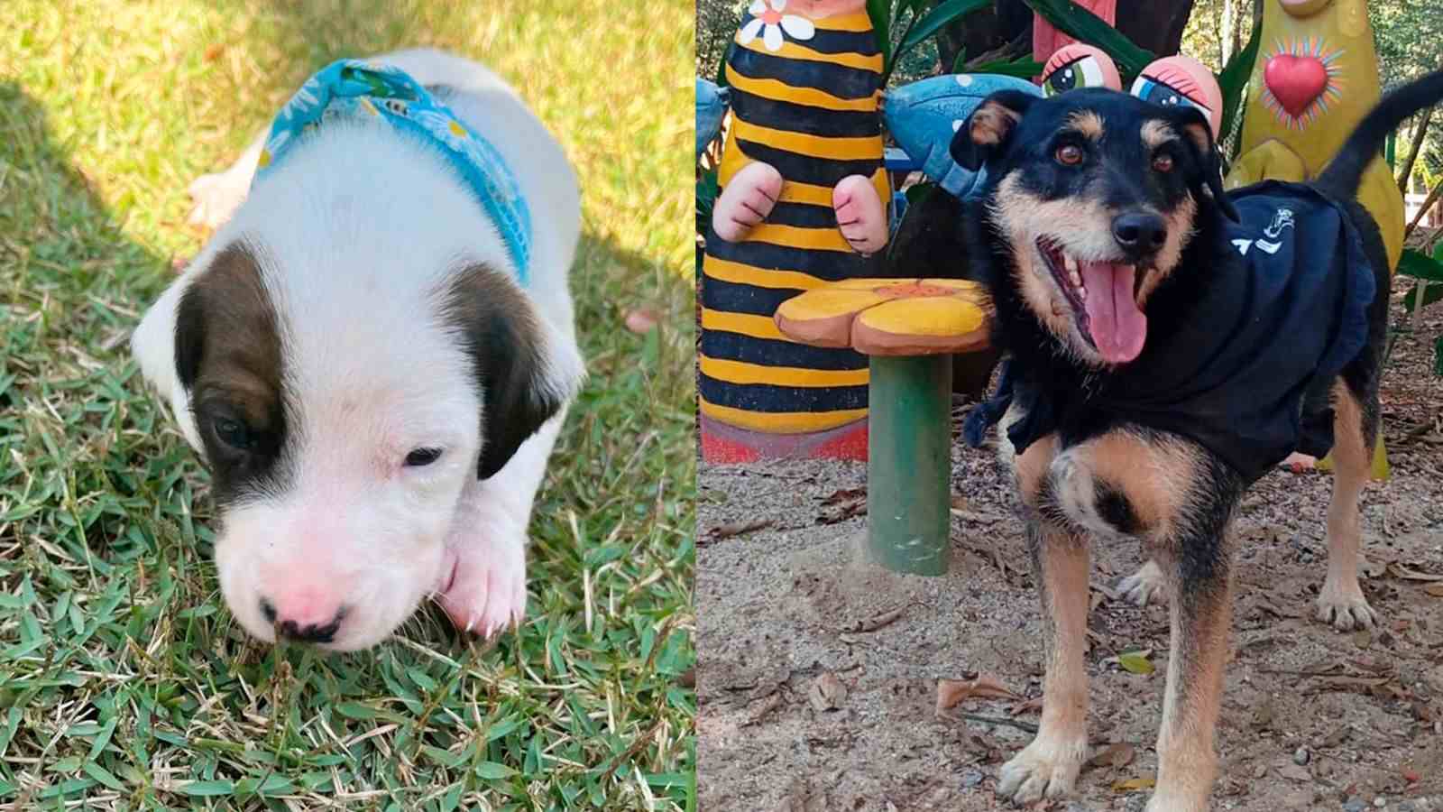 Filhote e cachorro adulto esperam um lar na feira de adoção Maxi Shopping Jundiaí.