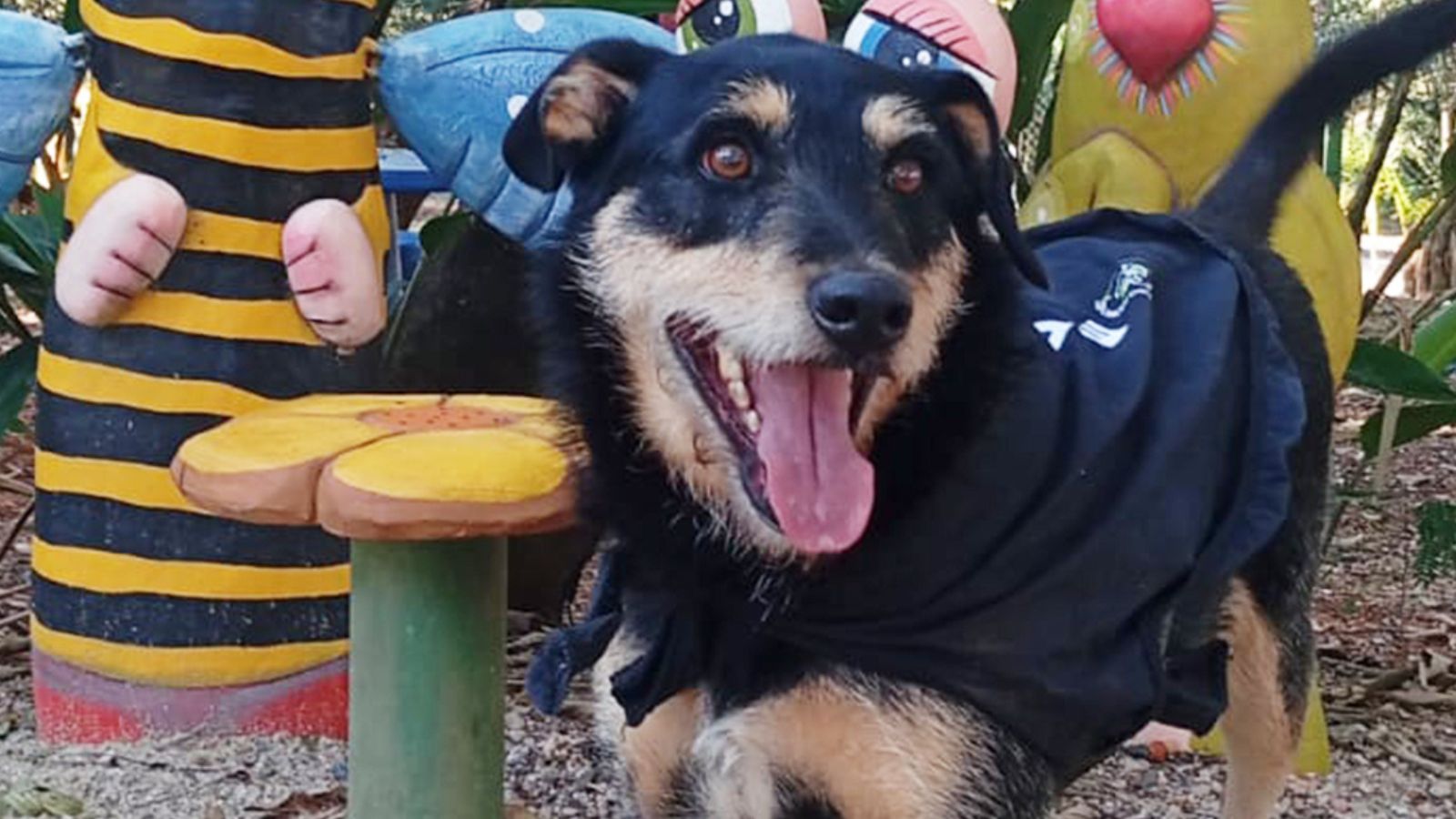 Cachorros e gatos estão disponíveis em feira de adoção no Maxi Shopping Jundiaí