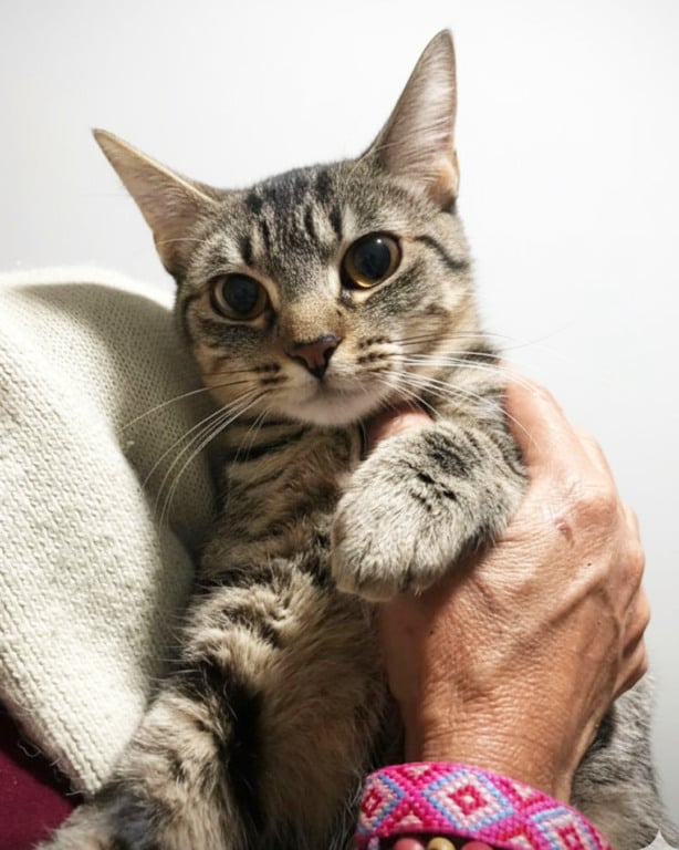 Cachorros e gatos estão disponíveis em feira de adoção no Maxi Shopping Jundiaí