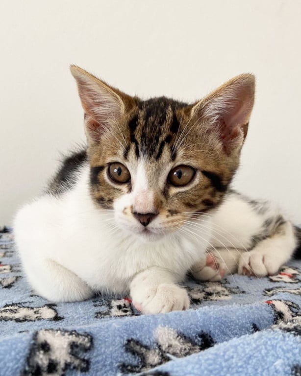Cachorros e gatos estão disponíveis em feira de adoção no Maxi Shopping Jundiaí
