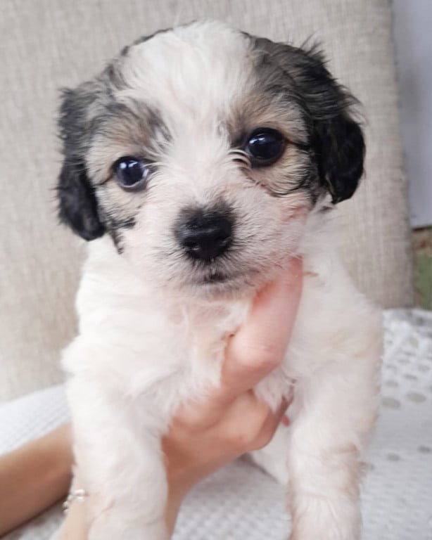 Cachorros e gatos estão disponíveis em feira de adoção no Maxi Shopping Jundiaí