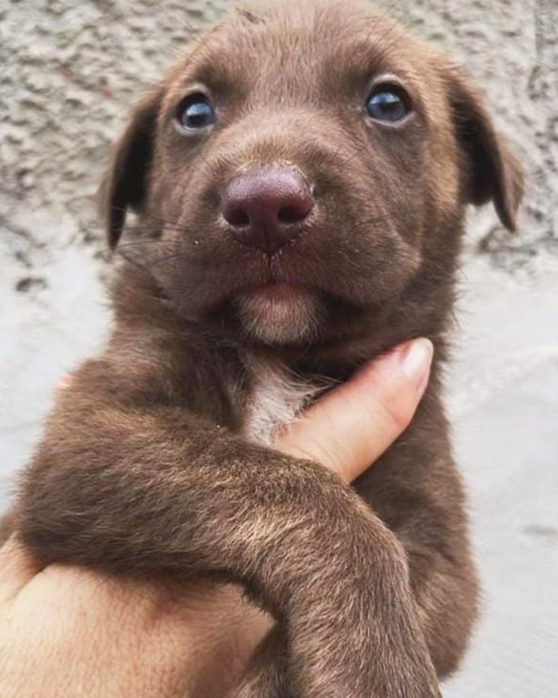 Cachorros e gatos estão disponíveis em feira de adoção no Maxi Shopping Jundiaí