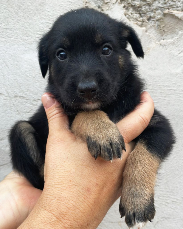 Cachorros e gatos estão disponíveis em feira de adoção no Maxi Shopping Jundiaí