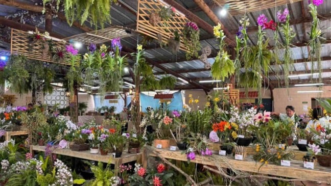 Exposição de orquídeas coloridas na Festa das Orquídeas 2025 em Várzea Paulista, com flores suspensas e mesas repletas de plantas ornamentais.