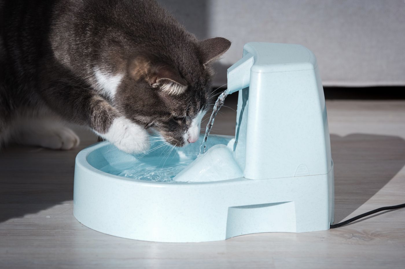 gato bebendo água