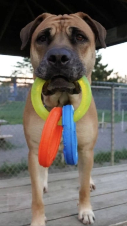Reencontro de tutor curado de câncer com cachorro