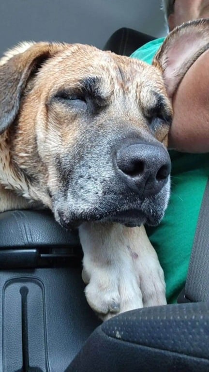 Reencontro de tutor curado de câncer com cachorro