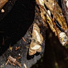 Borboleta frugívora registrada durante pesquisa na Serra do Japi.