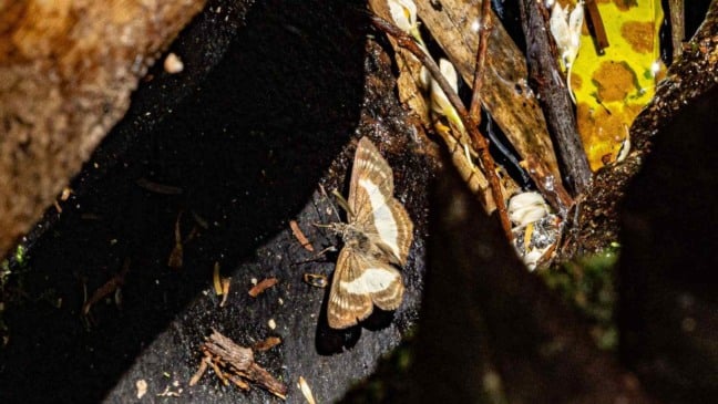 Borboleta frugívora registrada durante pesquisa na Serra do Japi.