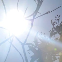 Sol forte no céu azul com galhos e folhas em destaque, representando o calor intenso em Jundiaí antes da chegada da frente fria.