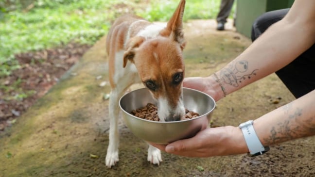 Iniciativa da Prefeitura de Jundiaí doa ração para animais em vulnerabilidade