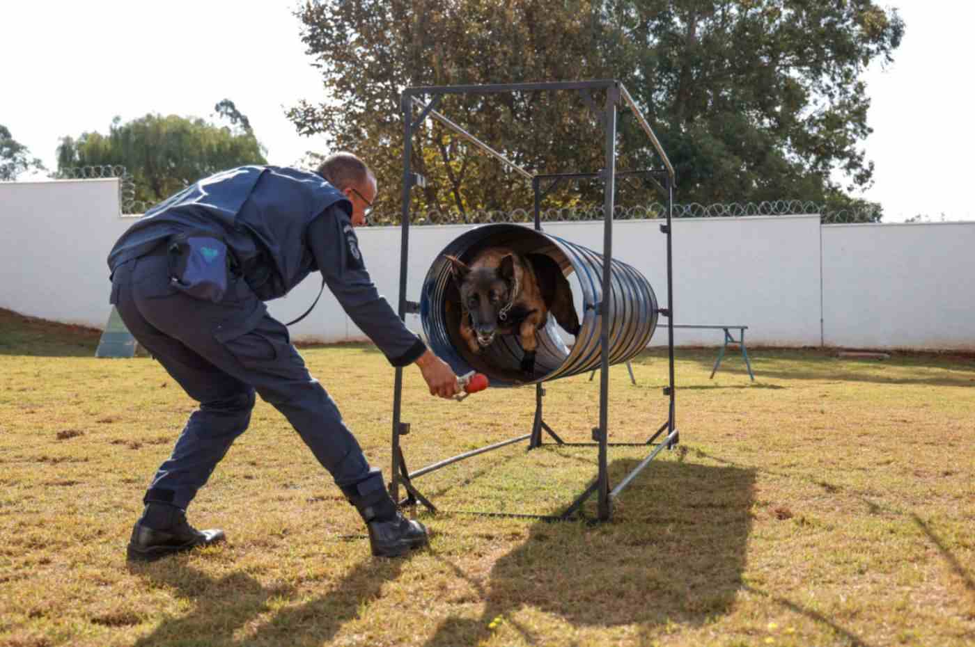 Treinamento no Novo Canil da GM em Jundiaí: guarda municipal orienta cão que sai de túnel durante atividade de adestramento.