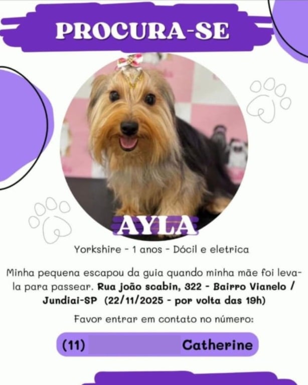 cachorro perdido em jundiaí