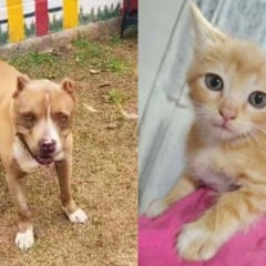 Cachorro caramelo de porte médio ao ar livre e filhote de gato laranja deitado sobre tecido rosa, ambos olhando para a câmera.