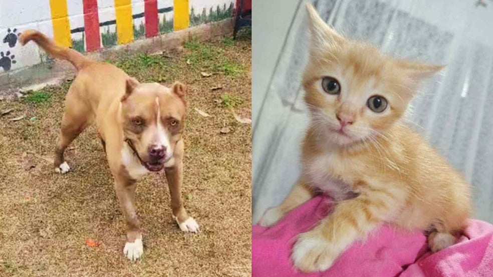Cachorro caramelo de porte médio ao ar livre e filhote de gato laranja deitado sobre tecido rosa, ambos olhando para a câmera.