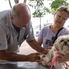 Profissional da VISAM vacinando um cachorro de pequeno porte enquanto a tutora o segura, durante a campanha de vacinação antirrábica em Jundiaí.