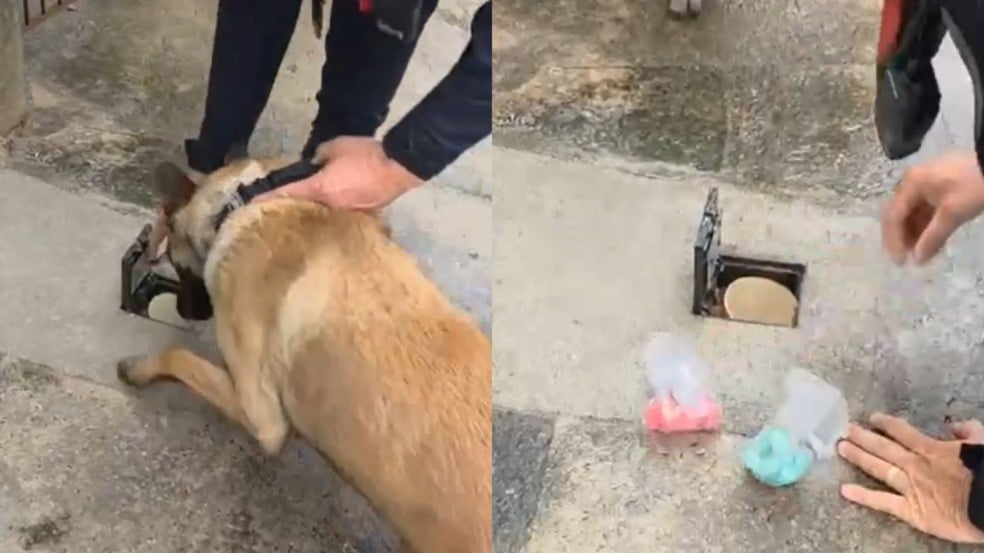 Cão policial K-9 farejando um tubo no chão ao lado de um agente da Guarda Municipal, onde foram encontradas embalagens com drogas apreendidas.