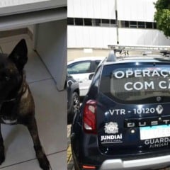 Cão K9 Darra da Guarda Municipal de Jundiaí e viatura do Canil com identificação “Operações com Cães” estacionada em frente à Prefeitura.