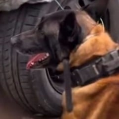 Cão policial K9 do BAEP farejando próximo ao pneu de um carro durante operação.