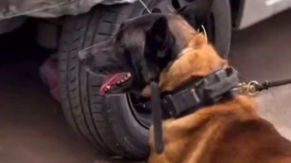 Cão policial K9 do BAEP farejando próximo ao pneu de um carro durante operação.
