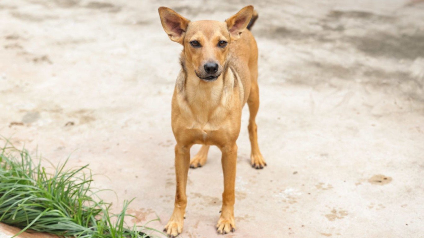 feira de adoção do DEBEA em Jundiaí