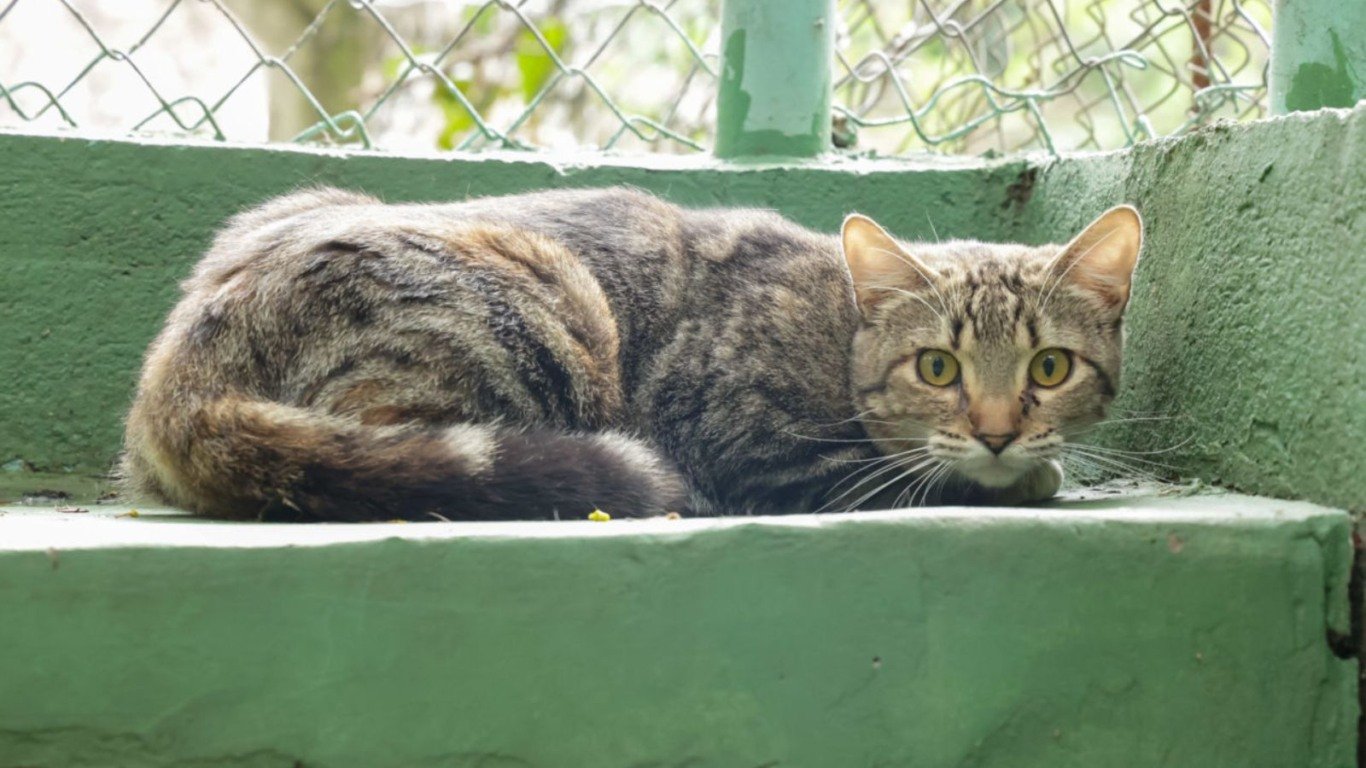 feira de adoção do DEBEA em Jundiaí